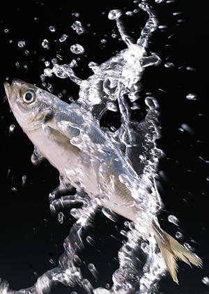 世界のウイスキーが簡単に買える酒屋